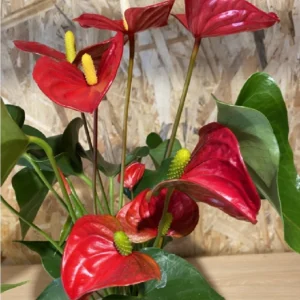 Anthurium rojo con maceta cerámica. 7 Anthurium rojo con maceta cerámica. - Imagen 4