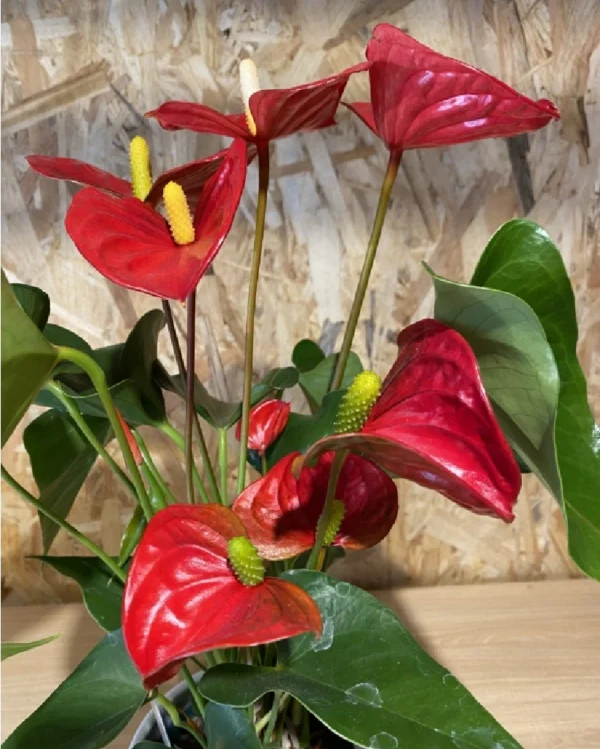 Anthurium rojo con maceta cerámica. 3 Anthurium rojo con maceta ceramica 1