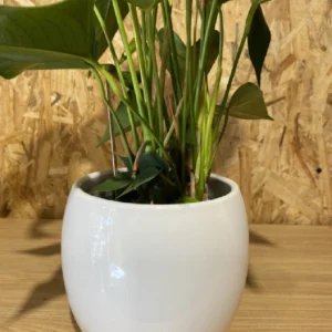 Anthurium rojo con maceta cerámica. 6 Anthurium rojo con maceta cerámica. - Imagen 3