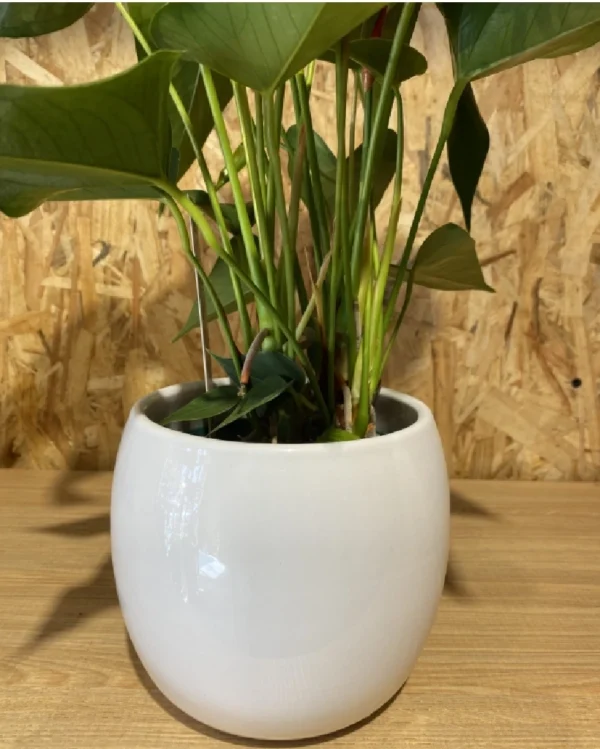 Anthurium rojo con maceta cerámica. 2 Anthurium rojo con maceta ceramica 2