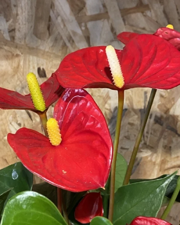 Anthurium rojo con maceta cerámica. 1 Anthurium rojo con maceta ceramica 3