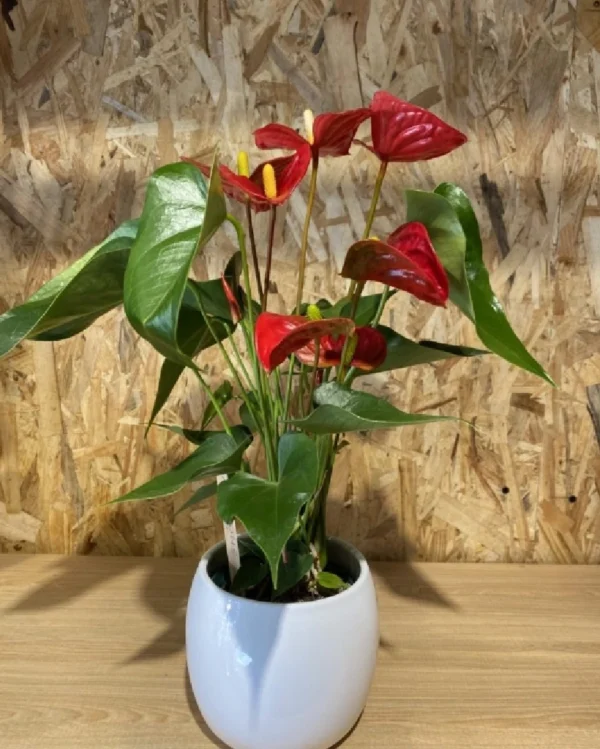 Anthurium rojo con maceta cerámica Anthurium rojo con maceta ceramica