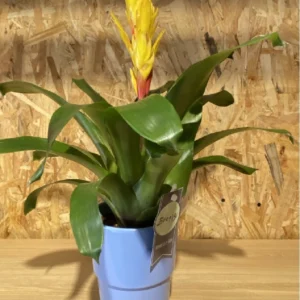 Bromelia con maceta. 17 Bromelia con maceta. - Imagen 9