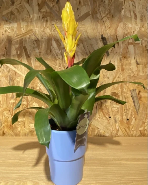 Bromelia con maceta. 8 Bromelia con maceta 1