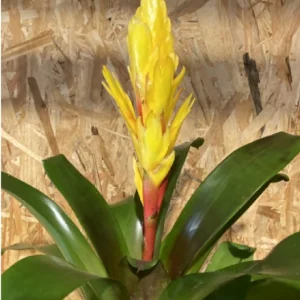 Bromelia con maceta. 16 Bromelia con maceta. - Imagen 8