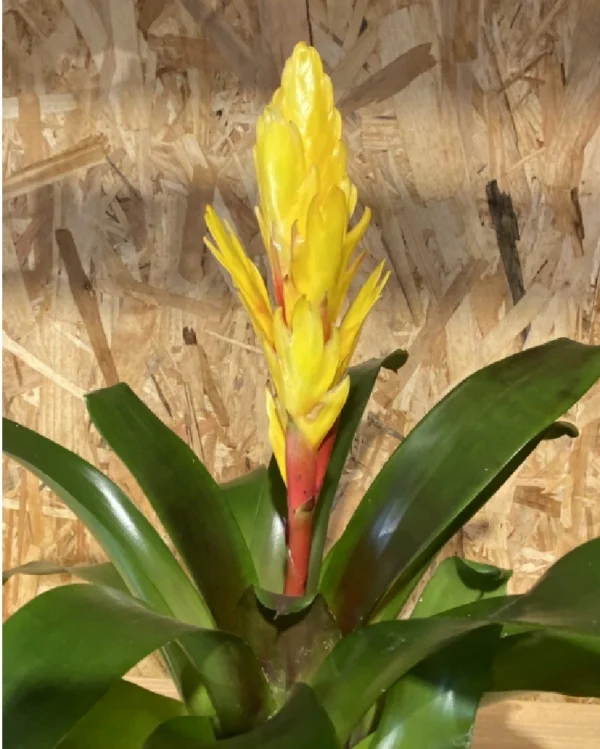 Bromelia con maceta. 7 Bromelia con maceta 2
