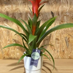 Bromelia con maceta. 15 Bromelia con maceta. - Imagen 7