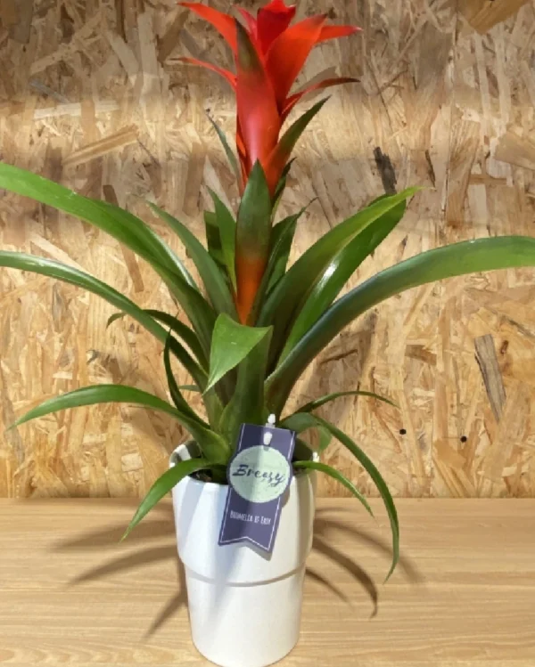Bromelia con maceta. 6 Bromelia con maceta 3
