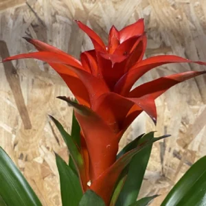 Bromelia con maceta. 14 Bromelia con maceta. - Imagen 6