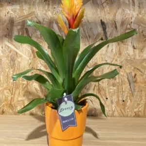 Bromelia con maceta. 13 Bromelia con maceta. - Imagen 5