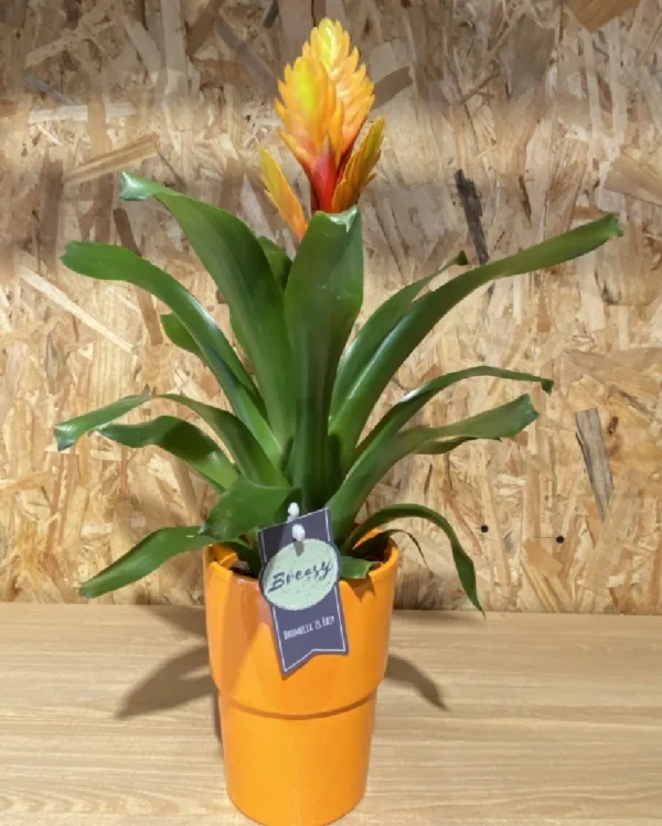 Bromelia con maceta. 4 Bromelia con maceta 5