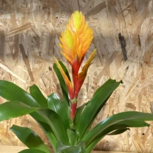 Bromelia con maceta. 12 Bromelia con maceta. - Imagen 4