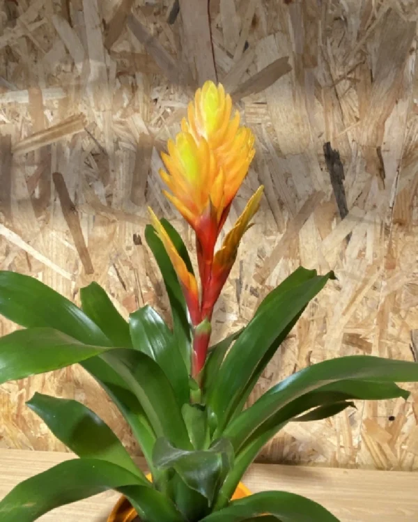 Bromelia con maceta. 3 Bromelia con maceta 6