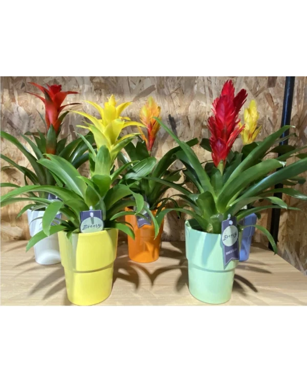 Bromelia con maceta Bromelia con maceta