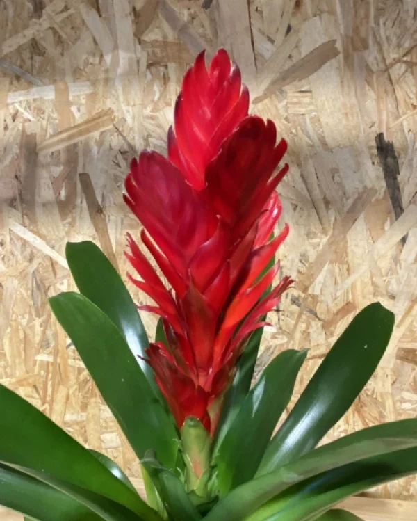Bromelia con maceta. 1 Bromelia con maceta 7