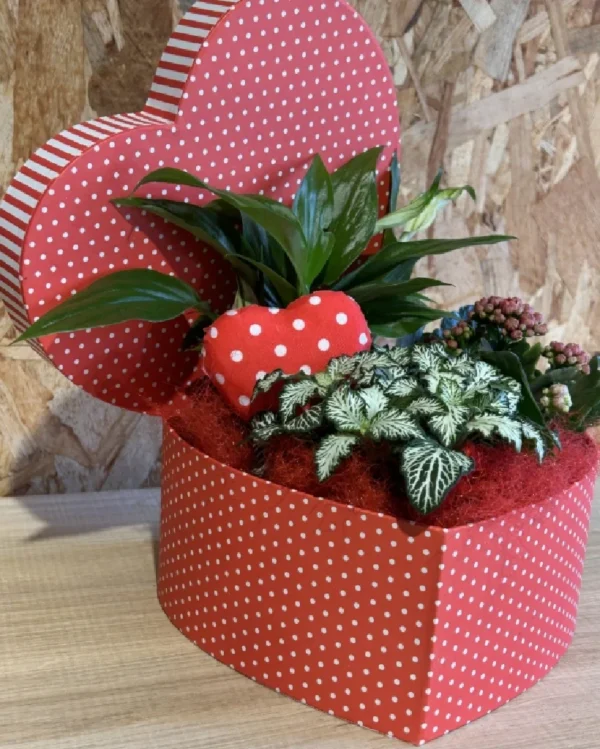 Caja corazón con plantas Especial San Valentin 3 Caja corazon con plantas Especial San Valentin 1
