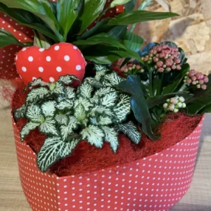 Caja corazón con plantas Especial San Valentin 6 Caja corazón con plantas Especial San Valentin - Imagen 3