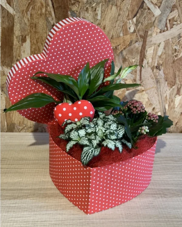 Caja corazón con plantas Especial San Valentin 1 Caja corazon con plantas Especial San Valentin 3
