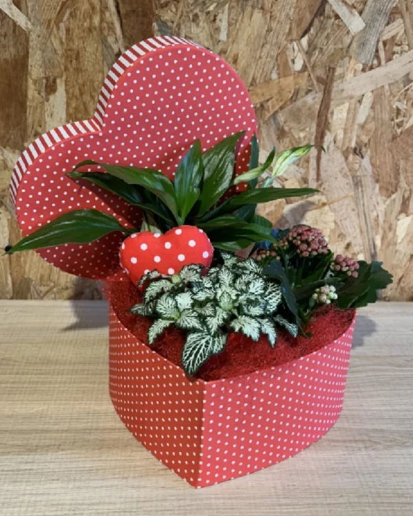 Caja corazón con plantas Especial San Valentin Caja corazon con plantas Especial San Valentin