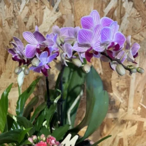 Centro MAMÁ con phalaenopsis rosa y plantas - Imagen 2