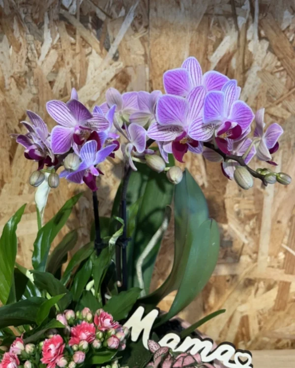 Centro MAMA con phalaenopsis rosa y plantas 3