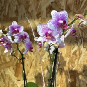 Centro Phalaenopsis rosa Base Ceramic. - Imagen 4