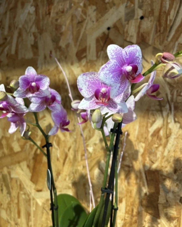 Centro Phalaenopsis rosa Base Ceramic 1