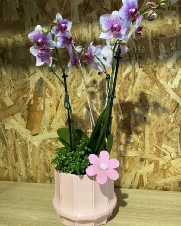 Centro Phalaenopsis rosa Base Ceramic 2