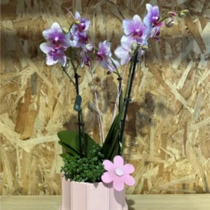 Centro Phalaenopsis rosa Base Ceramic. - Imagen 1