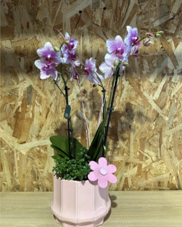 Centro Phalaenopsis rosa Base Ceramic 3