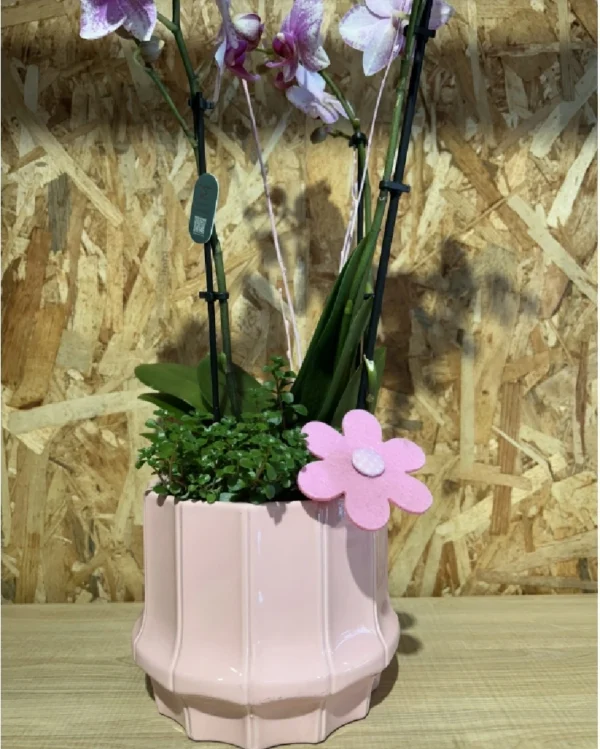 Centro Phalaenopsis rosa Base Ceramic