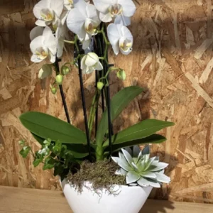 Centro con phalaenopsis blanca en base ceramic white. - Imagen 4