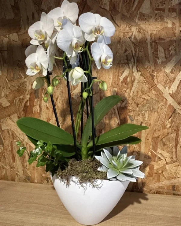 Centro con phalaenopsis blanca en base ceramic white 1