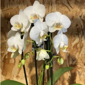 Centro con phalaenopsis blanca en base ceramic white. - Imagen 3