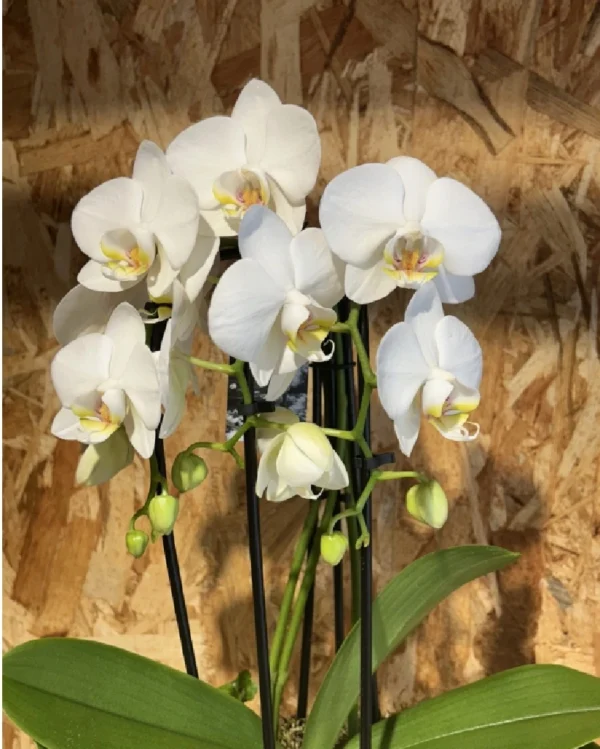 Centro con phalaenopsis blanca en base ceramic white 2