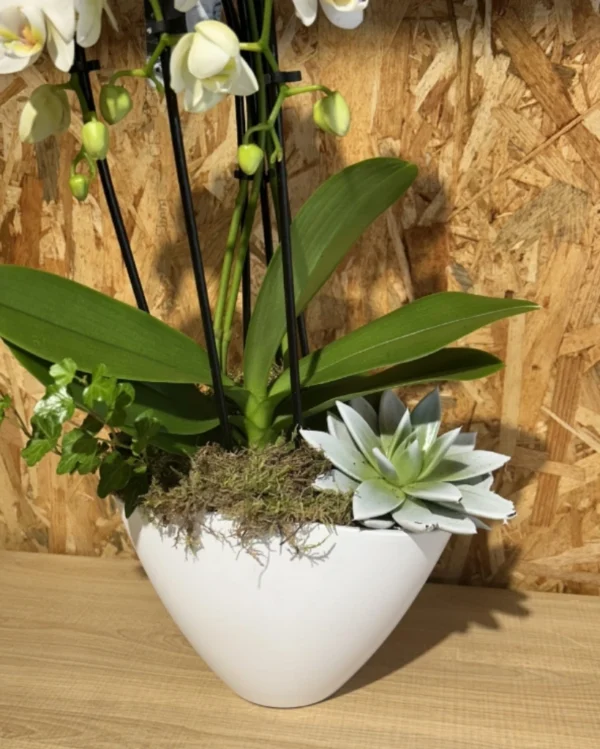 Centro con phalaenopsis blanca en base ceramic white 3