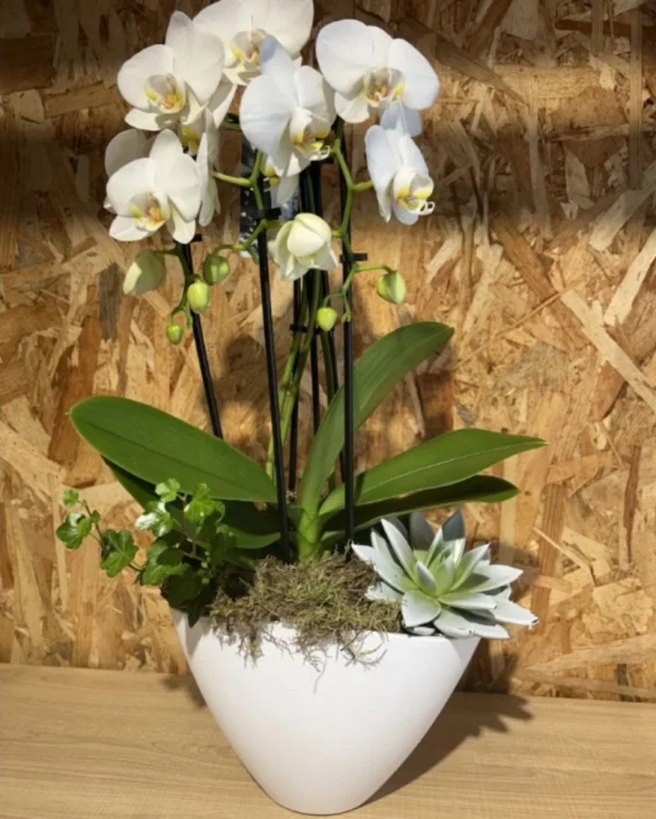 Centro con phalaenopsis blanca en base ceramic white
