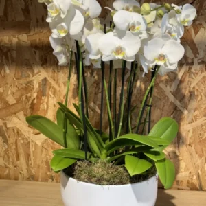 Centro especial con phalaenopsis blanca. - Imagen 4