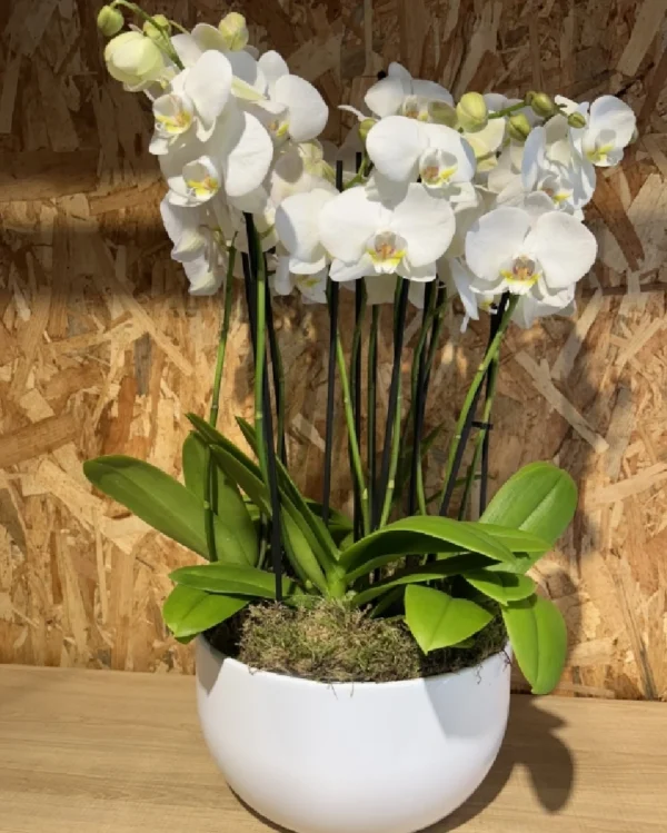 Centro especial con phalaenopsis blanca 1