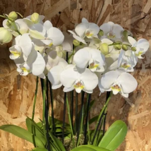Centro especial con phalaenopsis blanca. - Imagen 3