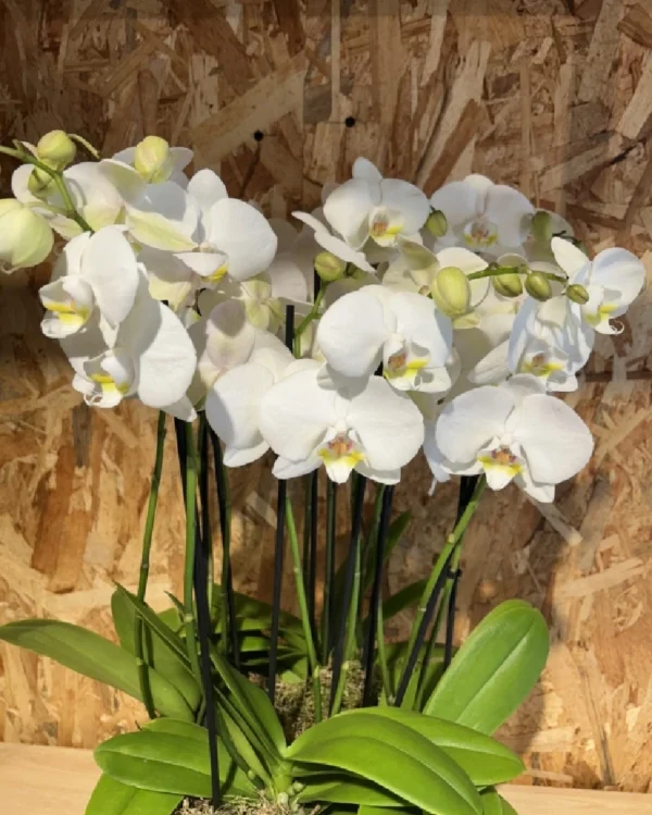 Centro especial con phalaenopsis blanca 2