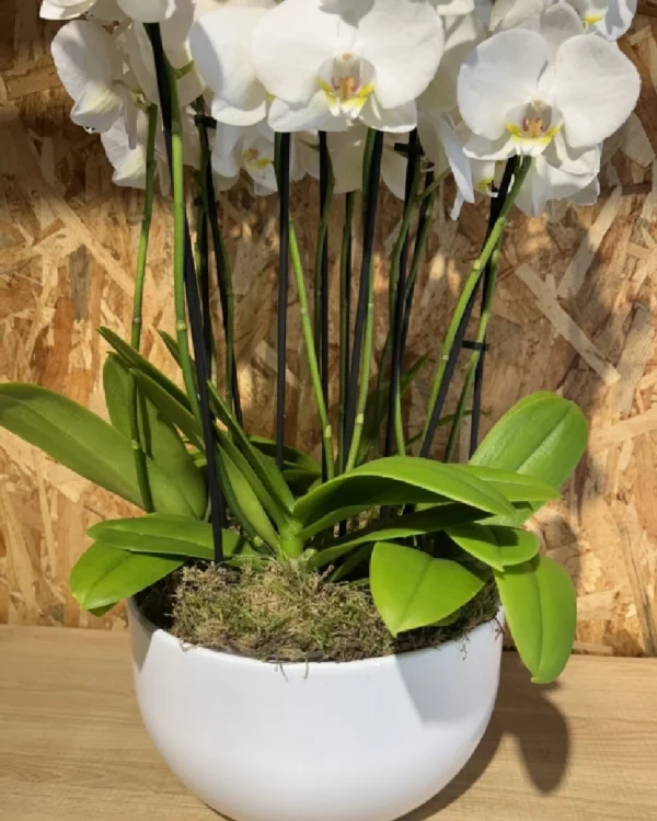 Centro especial con phalaenopsis blanca 3