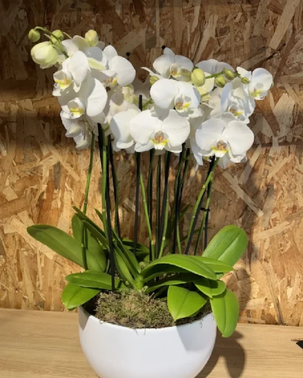 Centro especial con phalaenopsis blanca