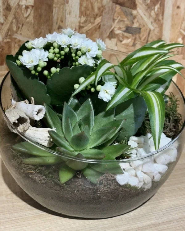 Centro white plantas. 3 Centro white plantas 1