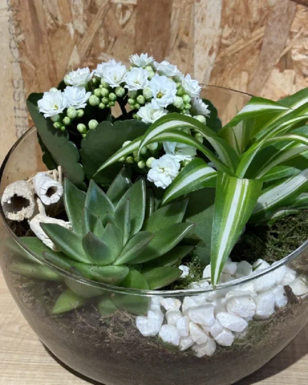 Centro white plantas. 1 Centro white plantas 2