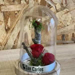 Cúpula con Rosa Roja preservada. 4 Cúpula con Rosa Roja preservada. - Imagen 2