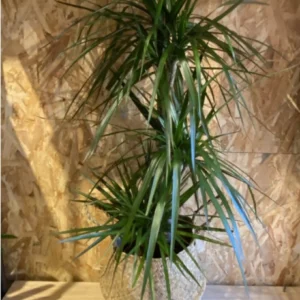 Dracena Marginata con cesto mimbre. - Imagen 1