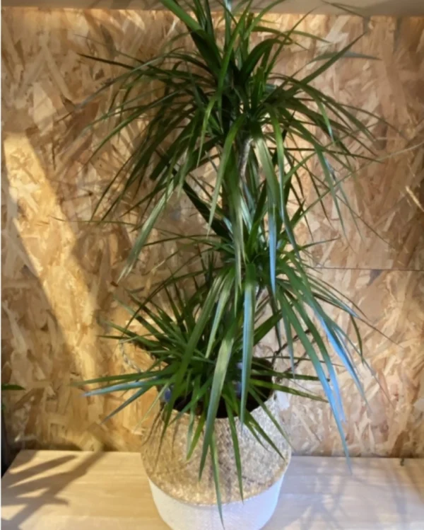 Dracena Marginata con cesto mimbre