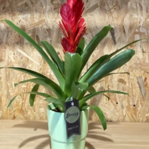 Bromelia con maceta. 11 Bromelia con maceta. - Imagen 3