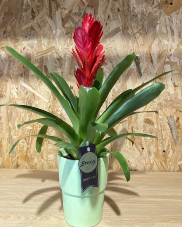 Bromelia con maceta. 2 PBromelia con maceta